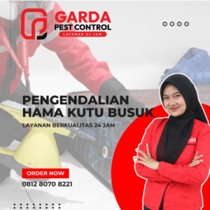 Jasa Pengendalian Hama Kutu Kasur atau Kutu Busuk