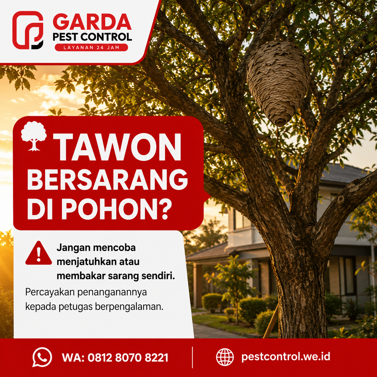 Jenis Tawon Berbahaya di Pemukiman dan Risiko Sengatannya