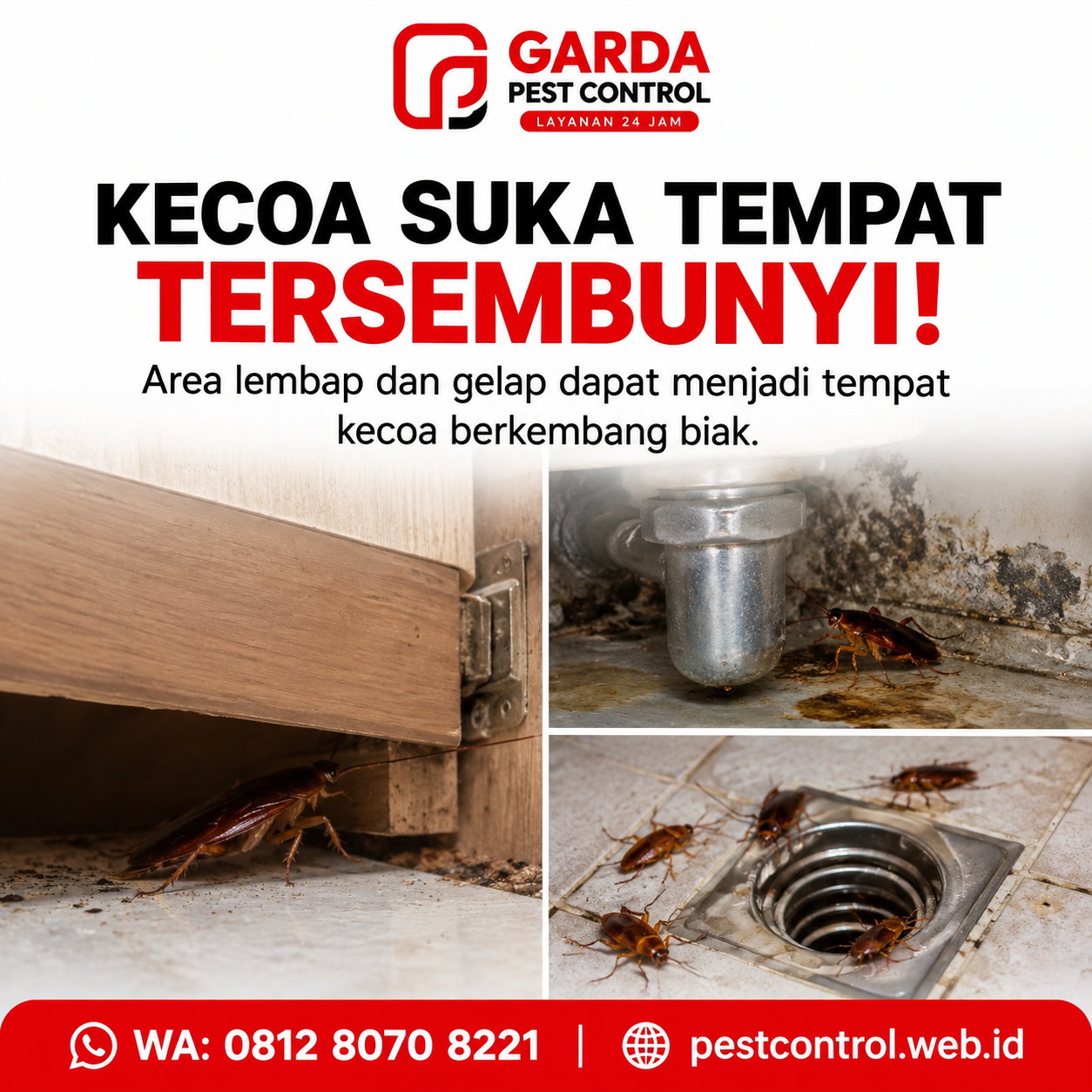 Jasa Basmi Kecoa Magelang Berpengalaman dan Bergaransi - Gambar 2